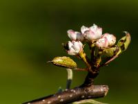 Knospen Gruppe an Obstbaum